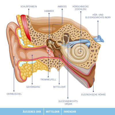 Grafik: Ohr-Anatomie